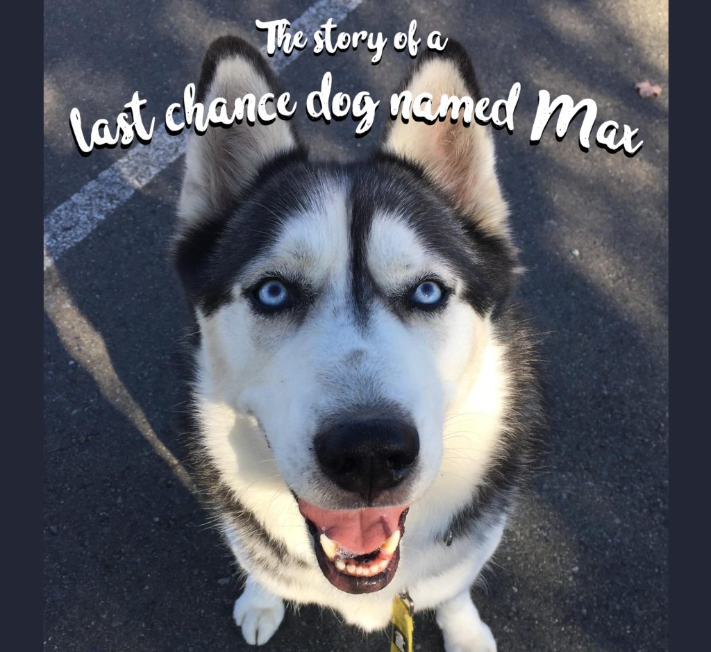 A Last-Chance Dog Named Max